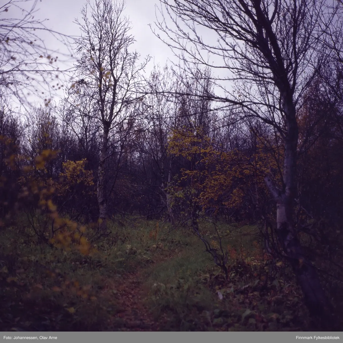 Bjørkeskog med sti i midten, antagelig i Finnmark 

Foto trolig tatt på 1960/70-tallet
