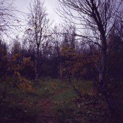 Bjørkeskog med sti i midten, antagelig i Finnmark 

Foto tro