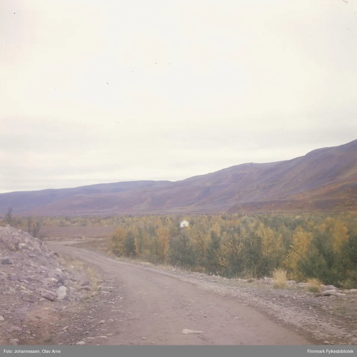 Foto av bilvei omringet av bjørkeskog, antagelig i Finnmark 

Muligens i Syltefjorddalen

Foto trolig tatt på 1960/70-tallet