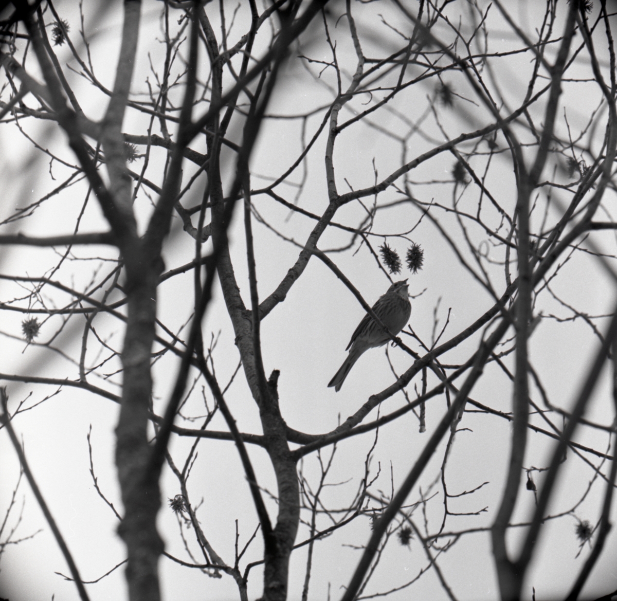 En spelande gulsparv sitter i ett träd, våren 1962.
