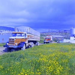 Finske trailere som henter dyrefor til minkfarmene i Finland