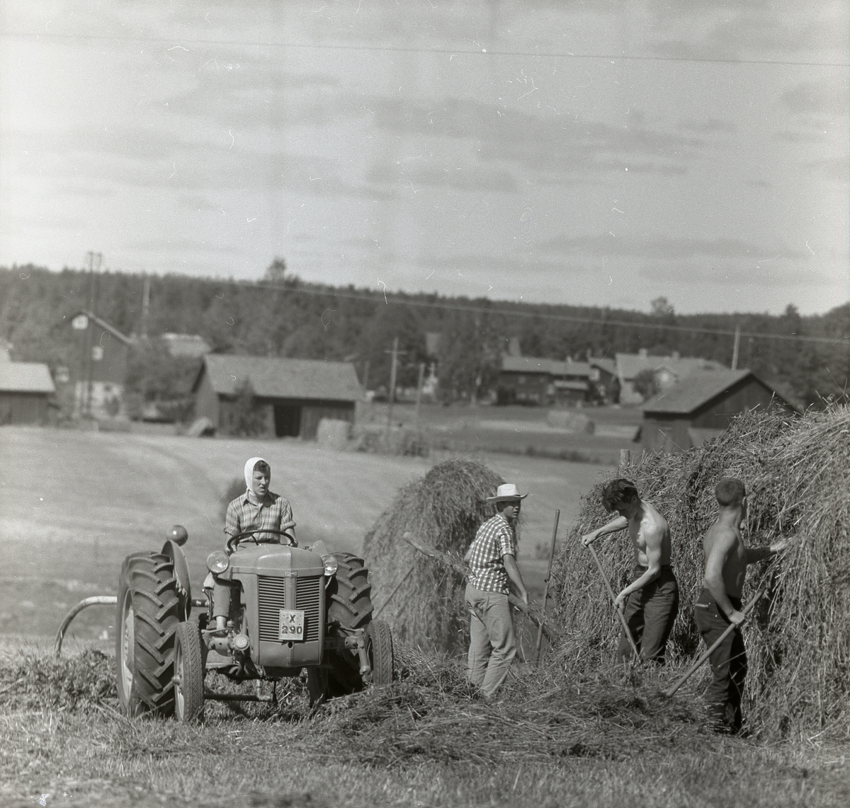 En kvinna räfsar ihop hö med hjälp av en traktor medan några män hässjar hö intill i juni 1959.