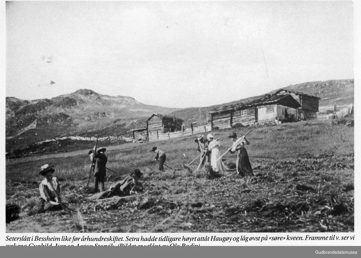 Seterslått i Bessheim like før århundreskiftet. (før 1900). Setra hadde tidligare høyrt attåt Haugøy og låg øvst på "søre" kveen. Framme til v. ser vi syskena Gunhild, Iver og Anton Storvik. (Bildet er utlånt av Ola Bodin). 

Vågåkalenderen 1989, utgjevar: Vågå Kameraklubb