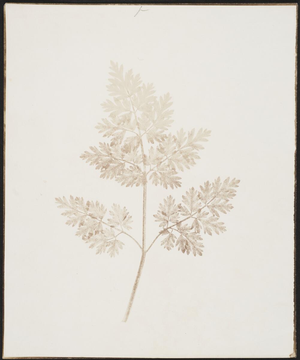 En tynn bregne fotografert rundt 1840 med en teknikk som ble kalt Calotypi.