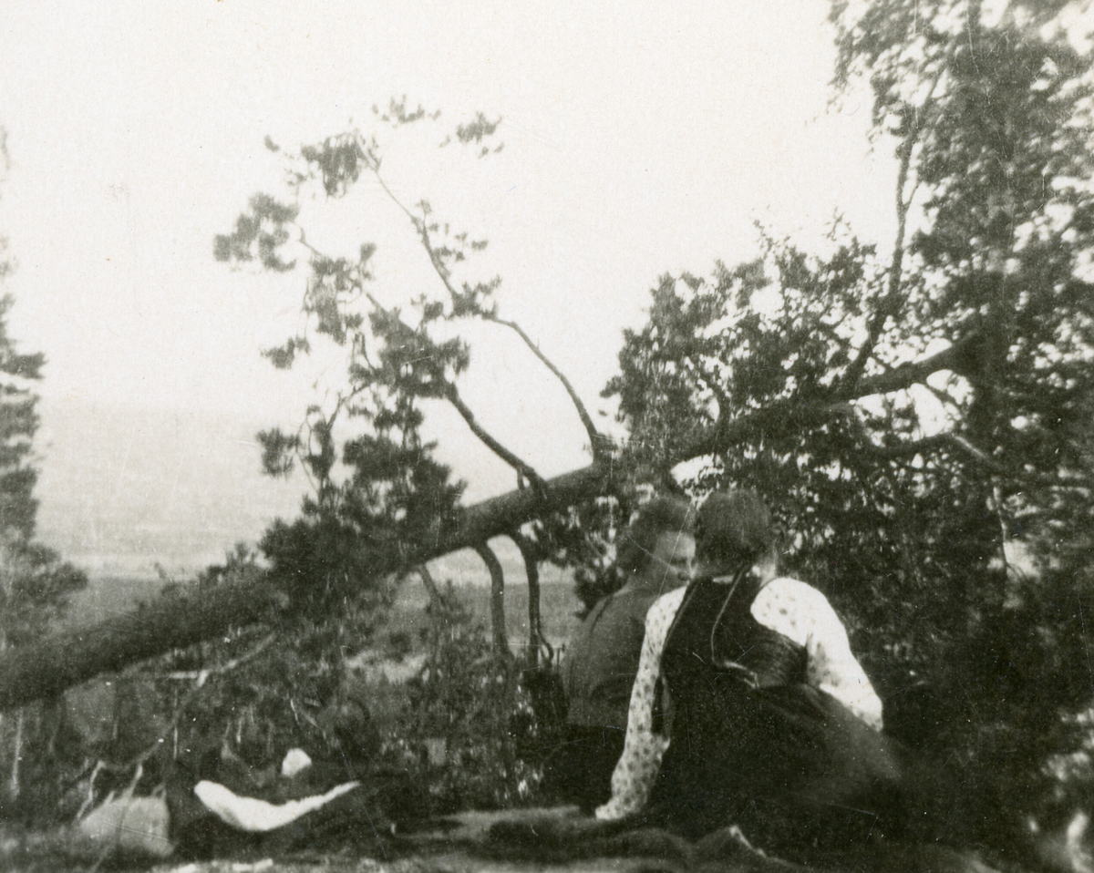 Kvinner ved eit rotvelt i skogen