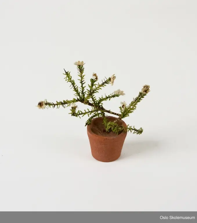 Blomsterpotte med blomst. Blomsten bestå av brune kvister med grønne blader og hvite blomster.