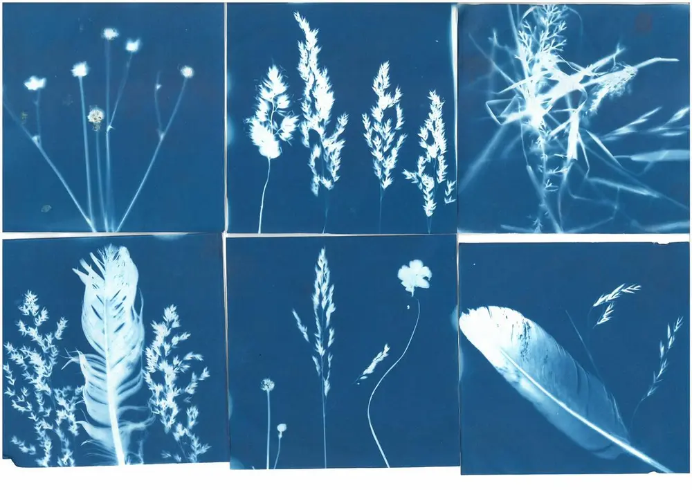 Blå bilder med avtrykk av fjær og planter