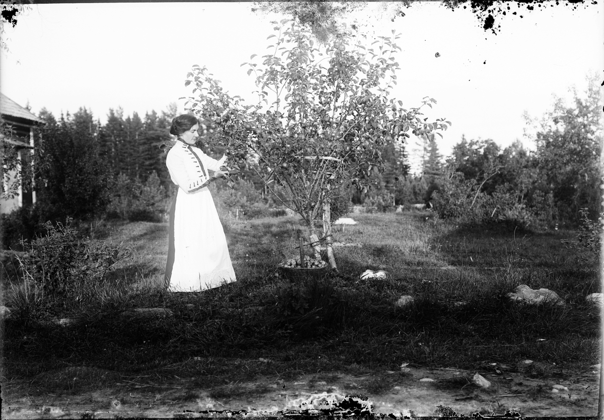 Kvinna plockar äpplen, Östhammar, Uppland