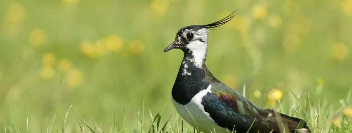 Et bilde av en vipe, fuglen.