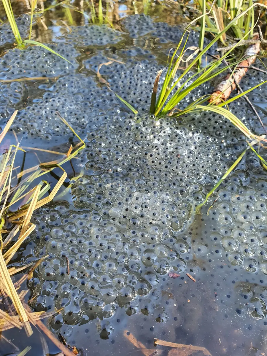 Fotografi av klaser med froskeegg mellom strå og siv i vannkanten