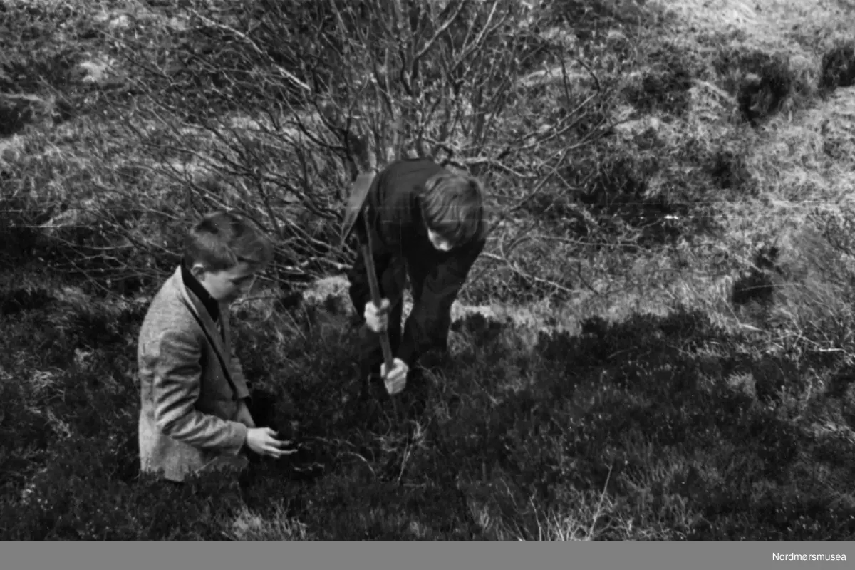Tekst bakside: "7. kl. 1957/58. På skogplanting." Arkivskaper av fotografiene KMb-2023-022.0012-0042 er Berit Trondsborg Røsberg og kommer fra Allanengen skole. Samlingen er gitt av Kristiansund skolemuseum/Kristiansund kommune.