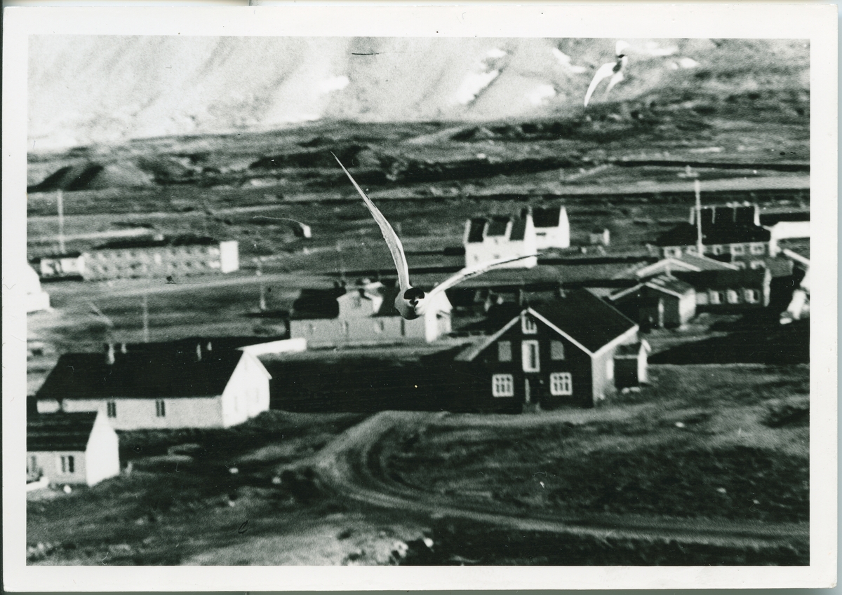 Ny-Ålesund. Terne over bebyggelsen.