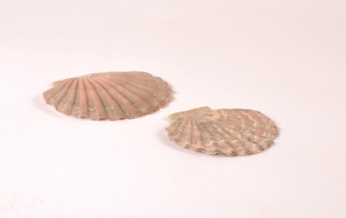 To rødlige kamskjell av ulik størrelse.