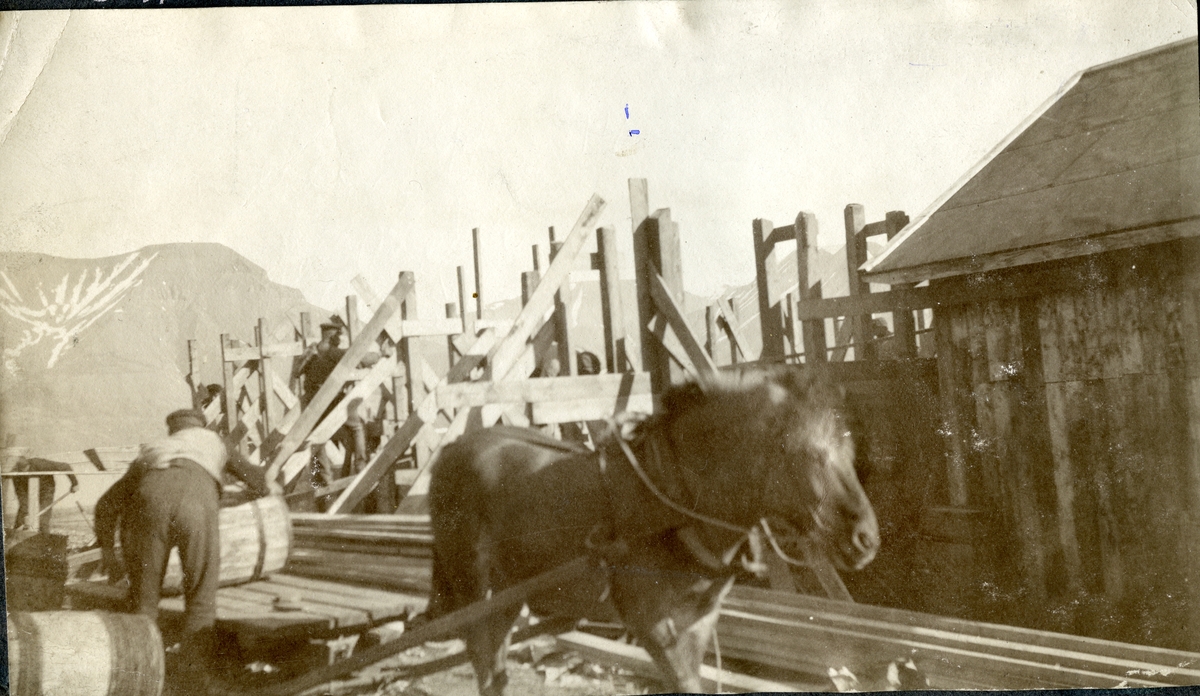 Transport med hest i gamle Longyearbyen(Advent Bay). Vinteren 1913-1914 hadde Arctic Coal Co 300 mann, 10 hester og 2 kuer i Advent Bay. Fra Carl S Sæthers album. Sæther arbeidet både for ACC, Store Norske og The Northern Exploration Company Ltd.