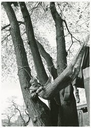 Almarna, almstriden i Kungsträdgården, Stockholm, 12-13 maj 