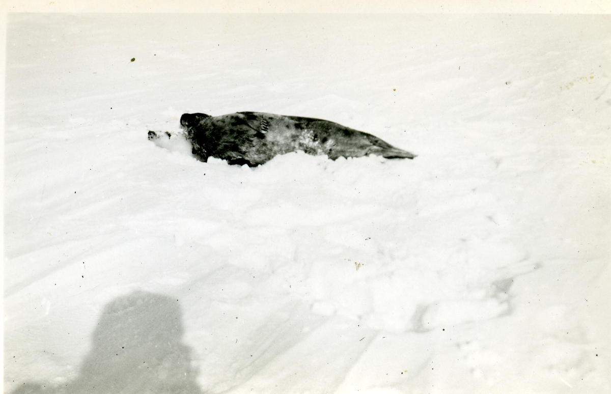 Foto fra album etter Knut Bjåen( 1920-2001). Bildene er fra fangstovervintring på Halvmåneøya i året 1947-48 med to brødre, Jon og Sjur, samt søskenbarnet Olav Bjåen.