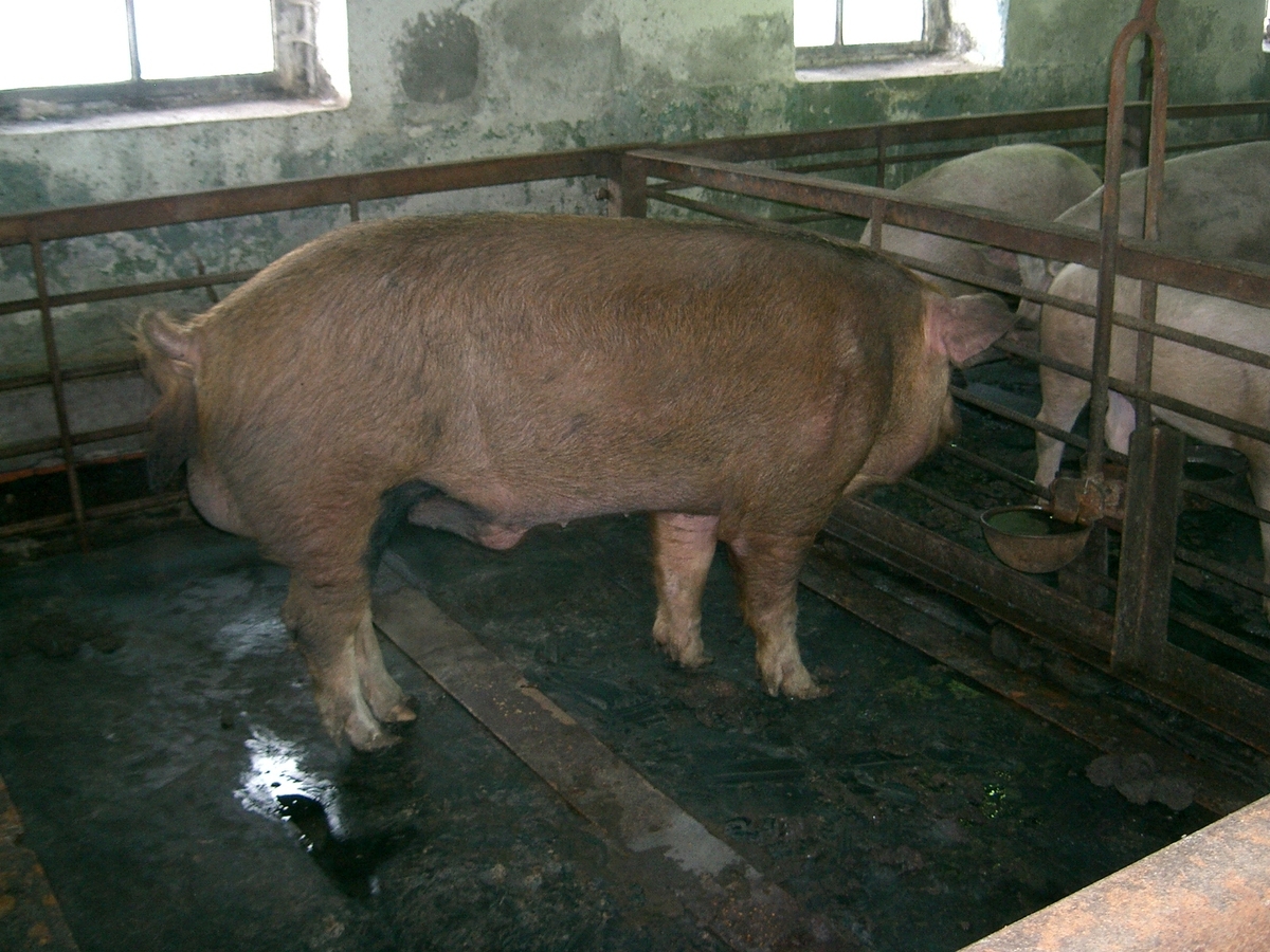 Veterinærtur i Barentsburg. Grisene i grisehus.