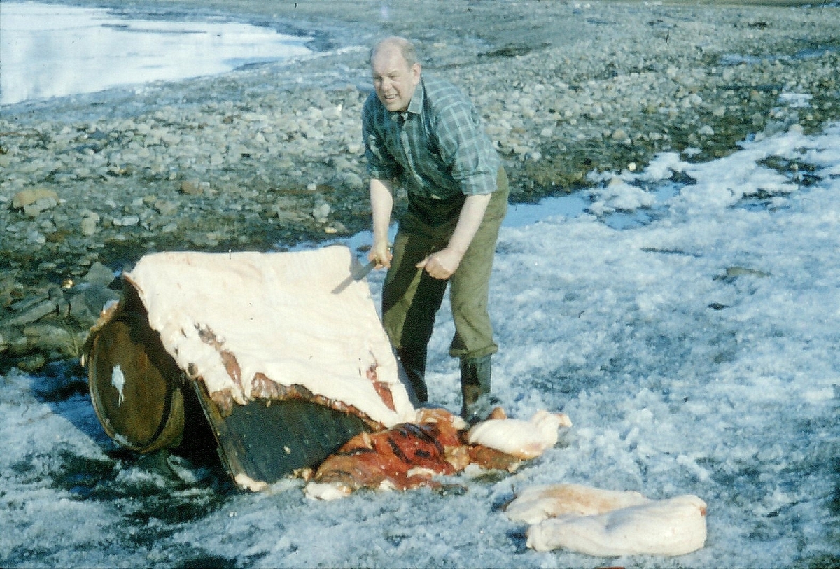 Johannes NIlsen Stubseth spekker kobbeskinn. Bilde fra Bjørnar Nilsen, sønn av Johannes Nilsen Støpseth som kom opp i 1948 og var her i 40 år.