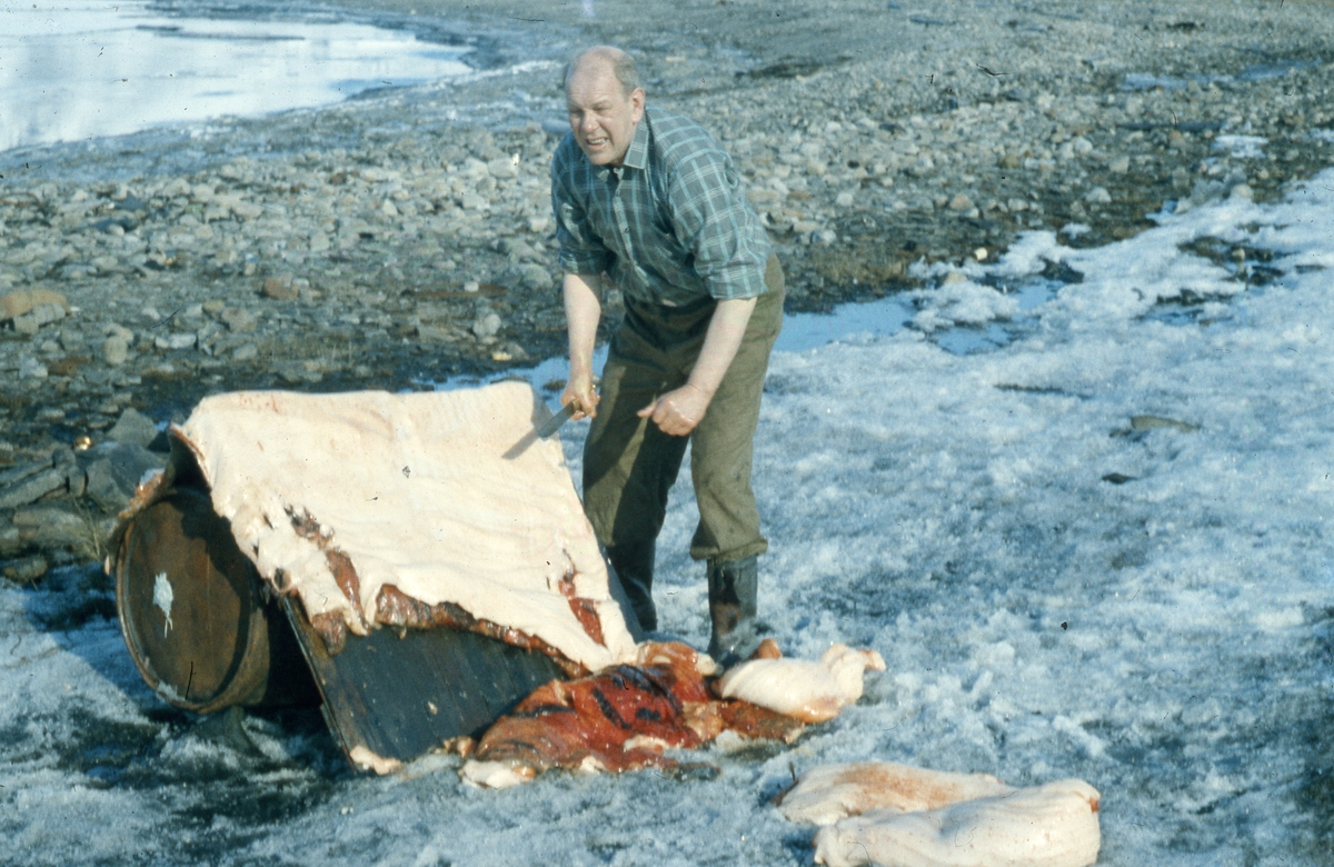 Johannes NIlsen Stubseth spekker kobbeskinn. Bilde fra Bjørnar Nilsen, sønn av Johannes Nilsen Støpseth som kom opp i 1948 og var her i 40 år.