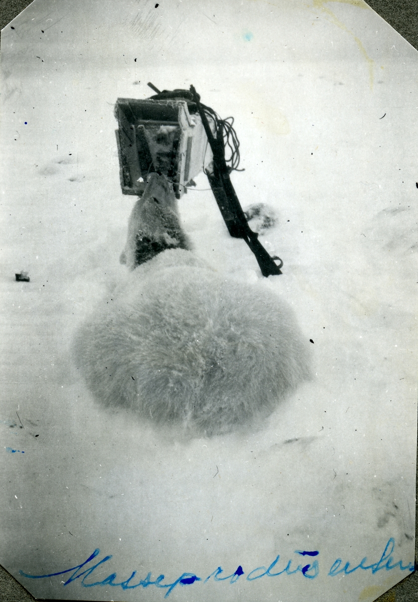 Foto fra album etter Knut Bjåen( 1920-2001). Bildene er fra fangstovervintring på Halvmåneøya i året 1947-48 med to brødre, Jon og Sjur, samt søskenbarnet Olav Bjåen. En isbjørn har gått i selvskudd. Det selvskuddet  de fikk flest bjørner på, kalte de Masseprodusenten