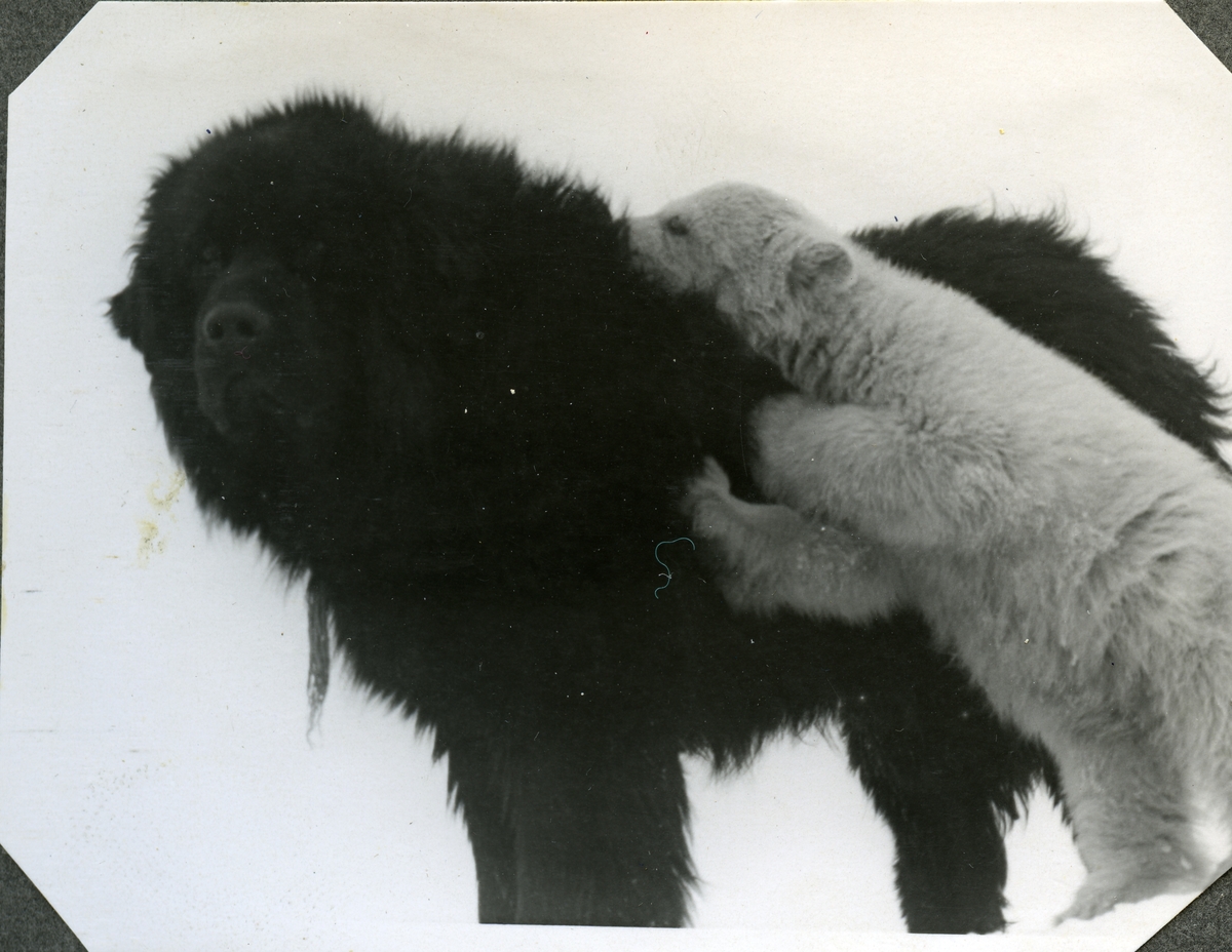 Foto fra album etter Knut Bjåen( 1920-2001). Bildene er fra fangstovervintring på Halvmåneøya i året 1947-48 med to brødre, Jon og Sjur, samt søskenbarnet Olav Bjåen. Hunden Tom og bjørnungen Brumle