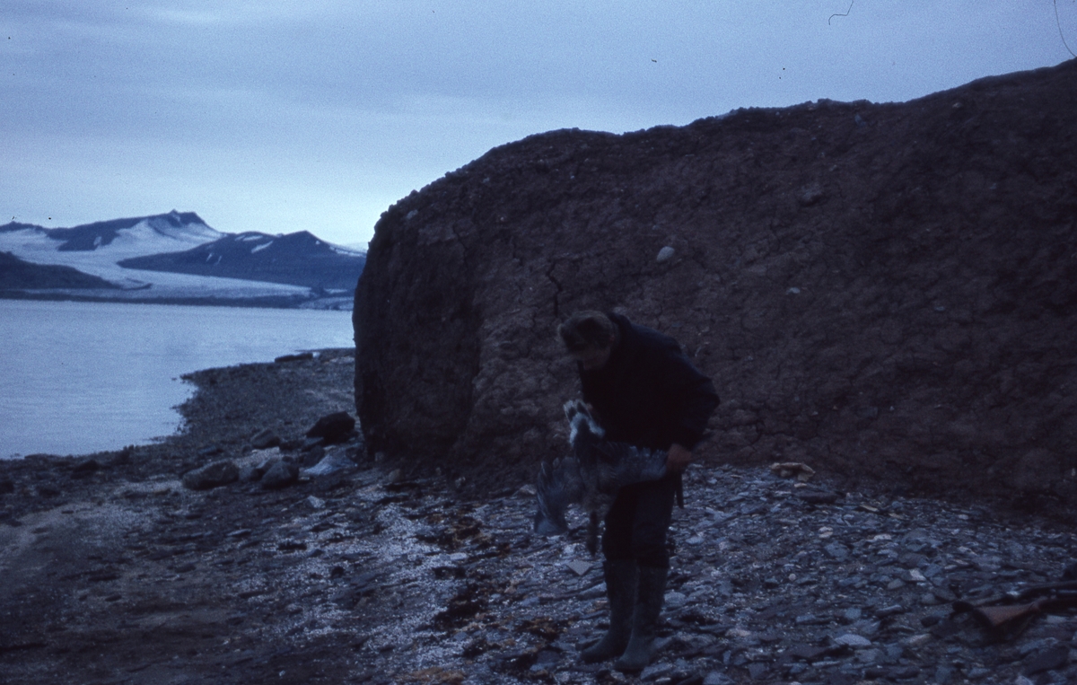 Gåsejakt på Coraholmen. Bilde fra Bjørnar Nilsen, sønn av stiger Johannes Nilsen Støpseth som kom opp i 1948 og var her i 40 år.