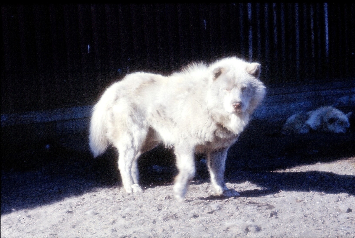 Hund som hadde vært til Nordpolen. Bilde fra Bjørnar Nilsen, sønn av stiger Johannes Nilsen Støpseth som kom opp i 1948 og var her i 40 år.