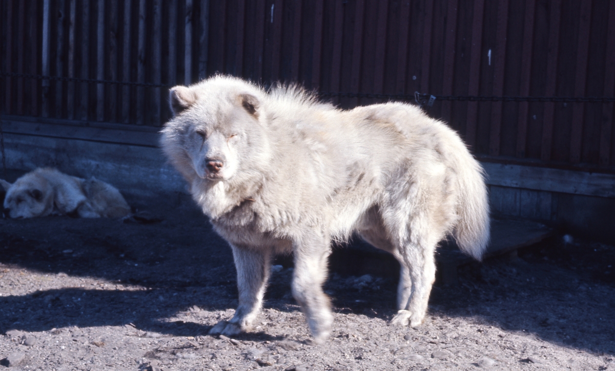 Hund som hadde vært til Nordpolen. Bilde fra Bjørnar Nilsen, sønn av stiger Johannes Nilsen Støpseth som kom opp i 1948 og var her i 40 år.