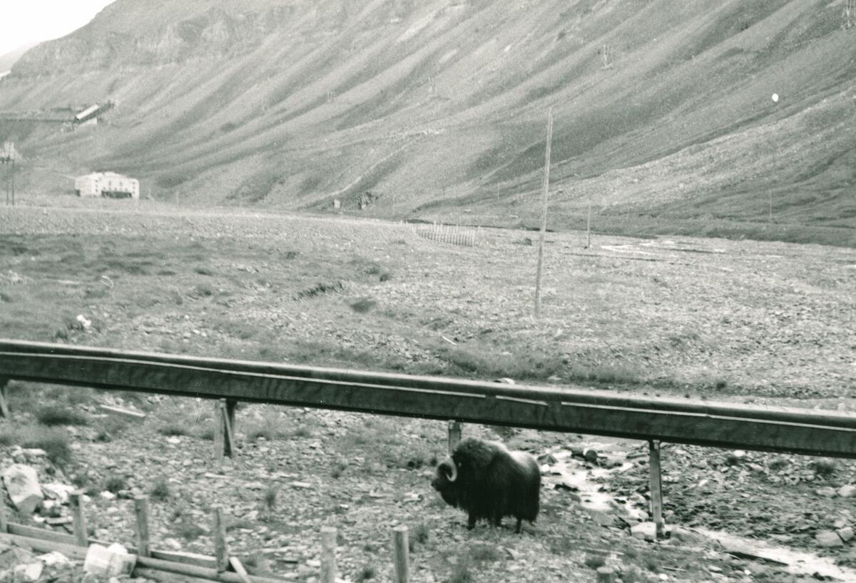 Moskus på myra i Longyearbyen sommeren 1960. Huset i bakgrunnen ...