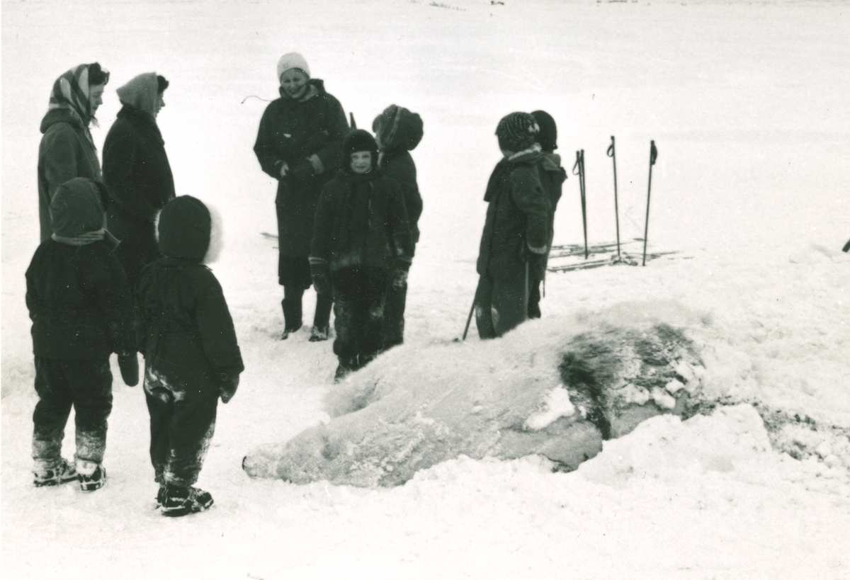 En svær isbjørn ble skutt like ved Longyearbyen 23.mars 1960.  (Tekst på baksiden av bildet.) Den ble fraktet inn til byen på hundeslede og ble liggende på nedsiden av fjøset og bakeriet i Gamle Longyearbyen. Ranveig Nødtvedt og Randi Nødtvedt midt i bildet. I SP nr.18-59/60, side 7 står det at det var Mosling Myrland som hadde fått øye på isbjørnen fra fjellheisen da han samme morgen var kommet ut av Gruve 5. Sammen med Fredik Rubach dro han så av sted etter at de var kommet inn til byen. Bjørnen ble påtruffet og nedlagt i bunnen av Endalen. Bjørneskrotten var litt av et løft, forteller en av dem som var med og hentet dyret. - Den var like lang som hundesleden eller nærmere 2,5 meter.