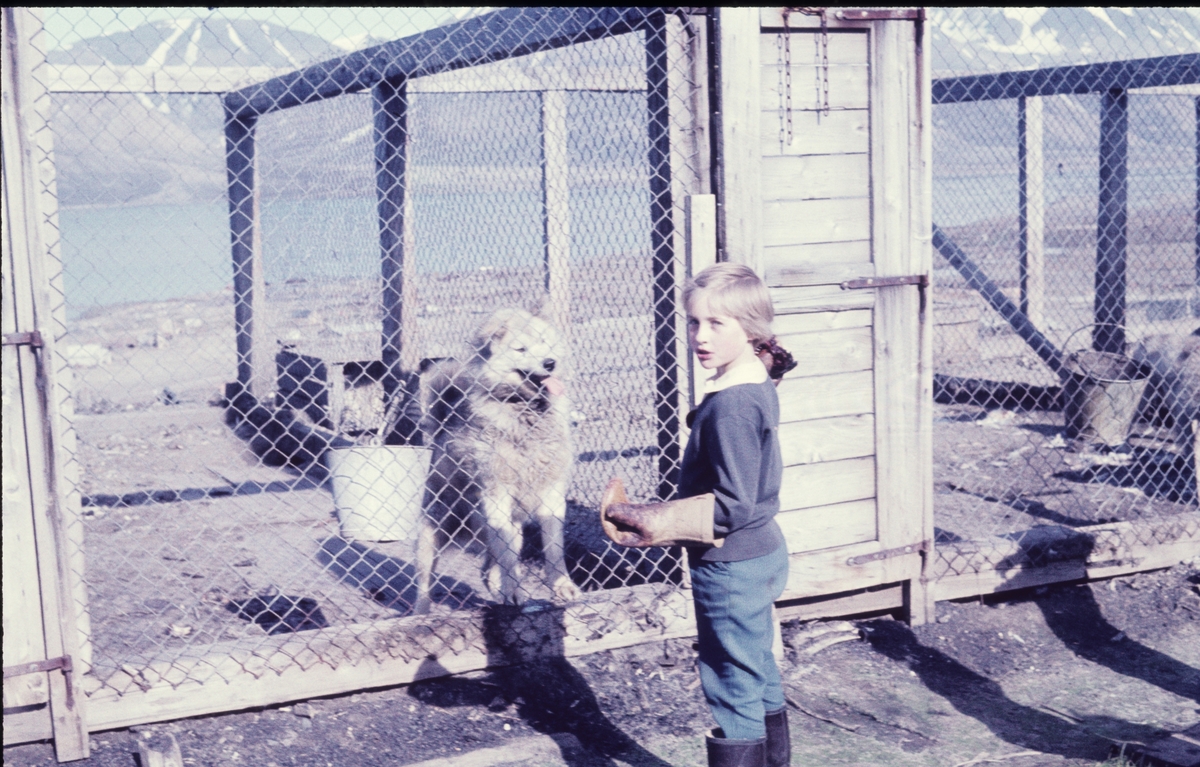 Ingrid Wendt mater hunder i hundegården bak Sysselmannsgården høsten 1960.