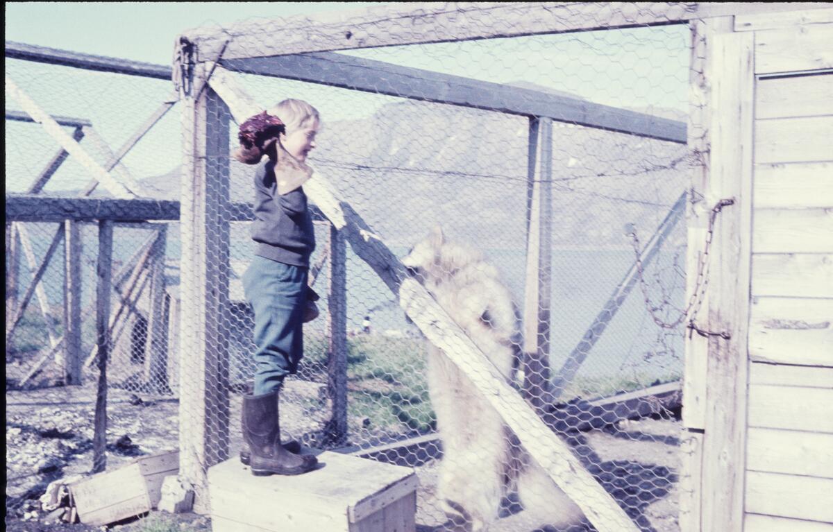 Ingrid Wendt mater hunder i hundegården bak Sysselmannsgården sommeren 1960.