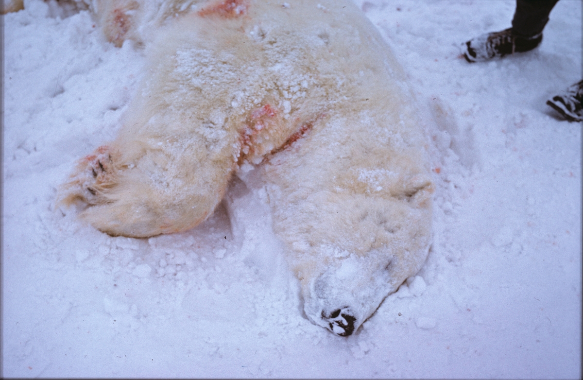 En svær isbjørn ble skutt like ved Longyearbyen 23.mars 1960. Den ble fraktet inn til byen på hundeslede og ble liggende på nedsiden av fjøset og bakeriet i Gamle Longyearbyen. I SP nr.18-59/60, side 7 står det at det var Mosling Myrland som hadde fått øye på isbjørnen fra fjellheisen da han samme morgen var kommet ut av Gruve 5. Sammen med Fredik Rubach dro han så av sted etter at de var kommet inn til byen. Bjørnen ble påtruffet og nedlagt i bunnen av Endalen. Bjørneskrotten var litt av et løft, forteller en av dem som var med og hentet dyret. - Den var like lang som hundesleden eller nærmere 2,5 meter.