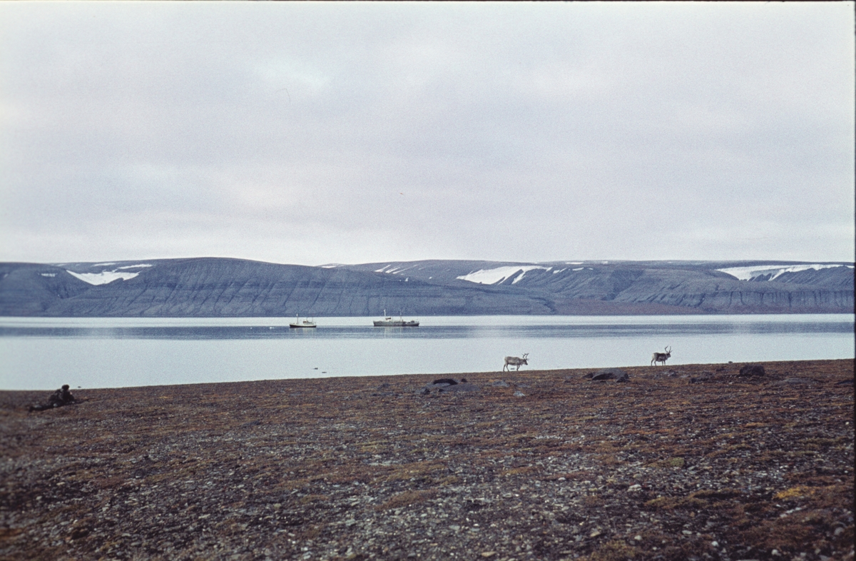 Reinsdyr på Barentsøya i august 1960. M/S Nordsyssel og  M/S Norsel i bakgrunnen.