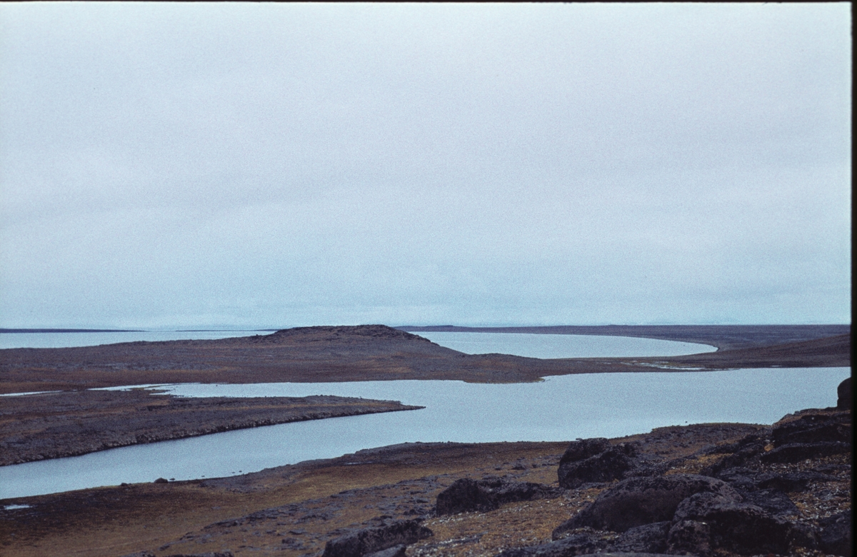 Reinsdyr på Barentsøya i august 1960