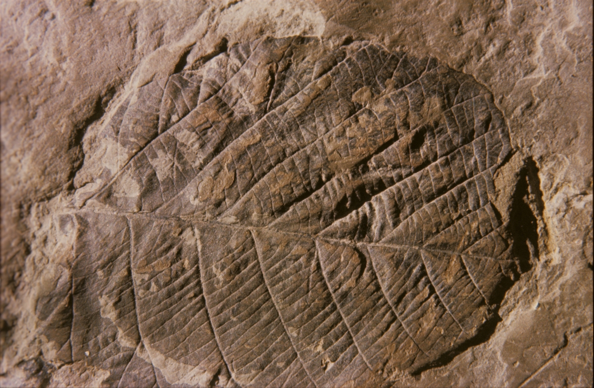 Fossil fra Longyearbreen