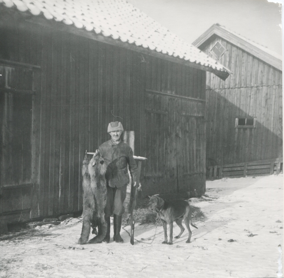 David Bengtsson står med två döda rävar samt en hund utanför Långåker 1:2 1958. På fotots baksida står: Minne till Bengt Johansson. Från nattvak på räv 1958 på Långåker. Från David Bengtsson (1957).