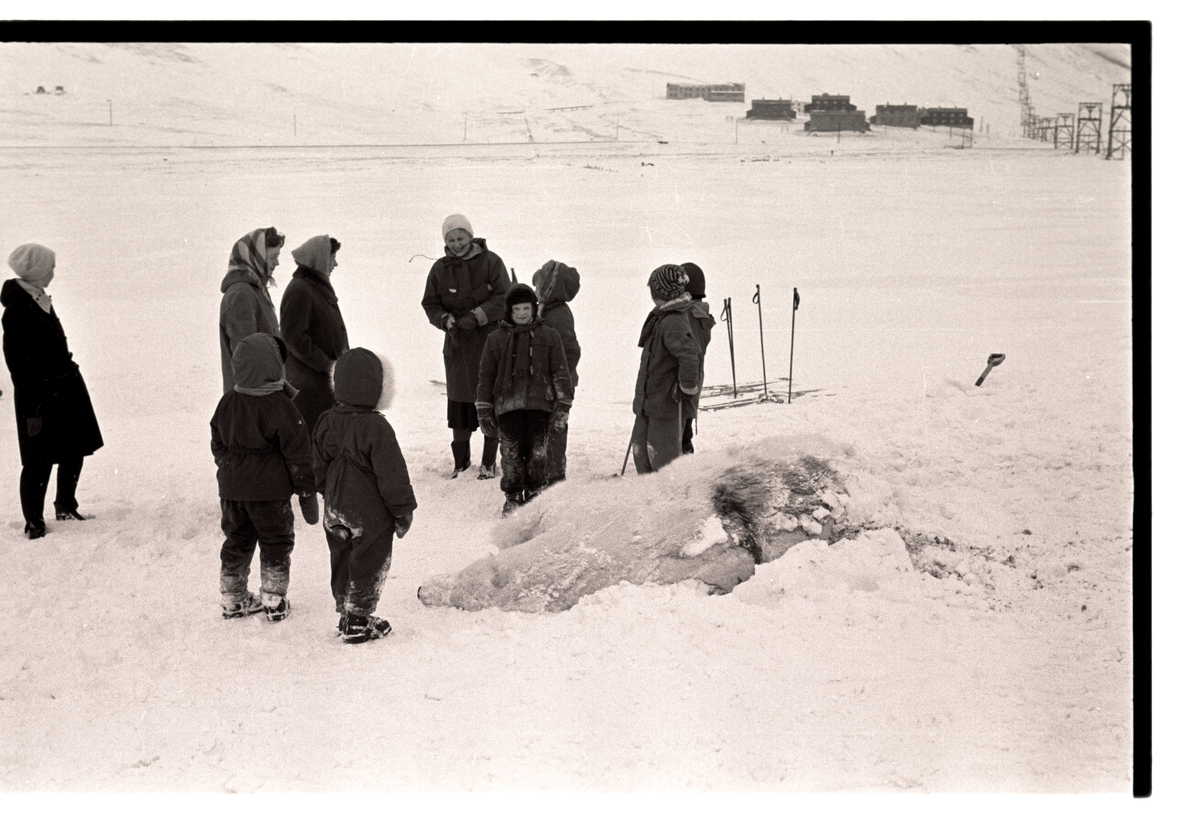 En svær isbjørn ble skutt like ved Longyearbyen 23.mars 1960. Den ble fraktet inn til byen på hundeslede og ble liggende på nedsiden av fjøset og bakeriet i Gamle Longyearbyen. I SP nr.18-59/60, side 7 står det at det var Mosling Myrland som hadde fått øye på isbjørnen fra fjellheisen da han samme morgen var kommet ut av Gruve 5. Sammen med Fredik Rubach dro han så av sted etter at de var kommet inn til byen. Bjørnen ble påtruffet og nedlagt i bunnen av Endalen. Bjørneskrotten var litt av et løft, forteller en av dem som var med og hentet dyret. - Den var like lang som hundesleden eller nærmere 2,5 meter.  Fra høyre: Bodil Pettersen, Tone Nødtvedt, Randi Nødtvedt og Ranveig Nødtvedt