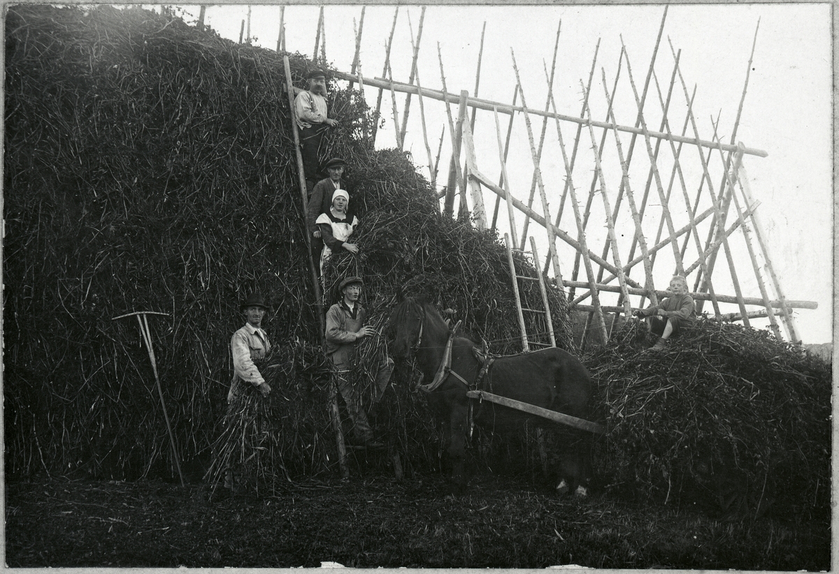 Krakning av gråärter och bondbönor 1923