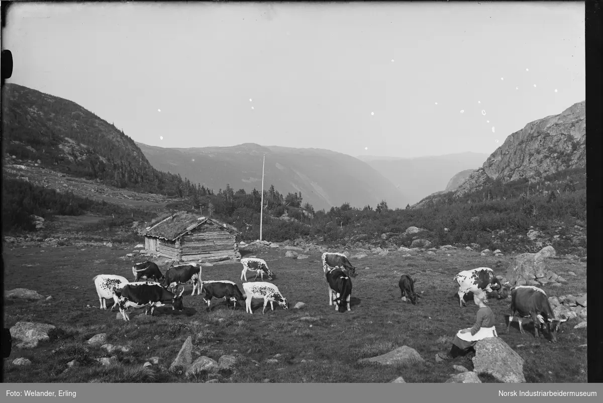 Kvinne sittende på stein i fjellet i Fjøsbudalen med kuer av typen Telemarksfe beitende rundt seg. Laftet hytte, kalt "Hygga" med flaggstang ved siden av på vollen. Utsikt ned mot Vestfjorddalen.