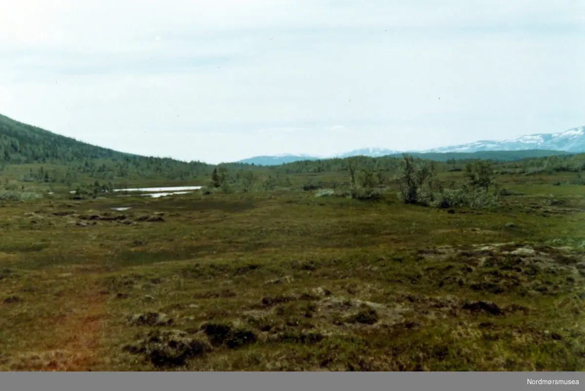 Myrområde Øvre Fipling. Grane, juni 1970. Fra fotoalbumet "Verneverdige myrer og våtmarker" tilhørende Norsk myrmuseum, Smøla kommune.