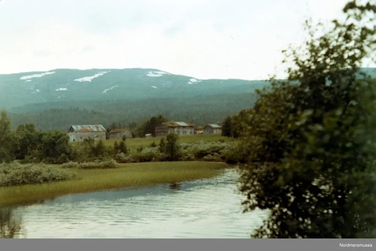 Fra fotoalbumet "Verneverdige myrer og våtmarker" tilhørende Norsk myrmuseum, Smøla kommune.