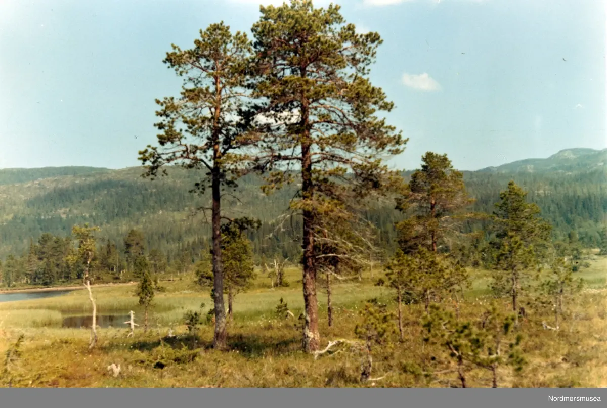 Fra myrområdene i Herringbotn, Vefsn kommune. Fra fotoalbumet "Verneverdige myrer og våtmarker" tilhørende Norsk myrmuseum, Smøla kommune.