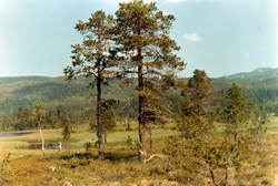 Fra myrområdene i Herringbotn, Vefsn kommune. Fra fotoalbume