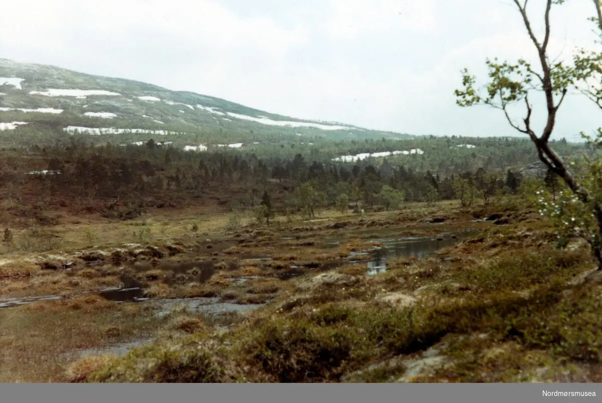 Valsnessbotn, Beiarn, i Nordland, juli 1970. Fra fotoalbumet "Verneverdige myrer og våtmarker" tilhørende Norsk myrmuseum, Smøla kommune.