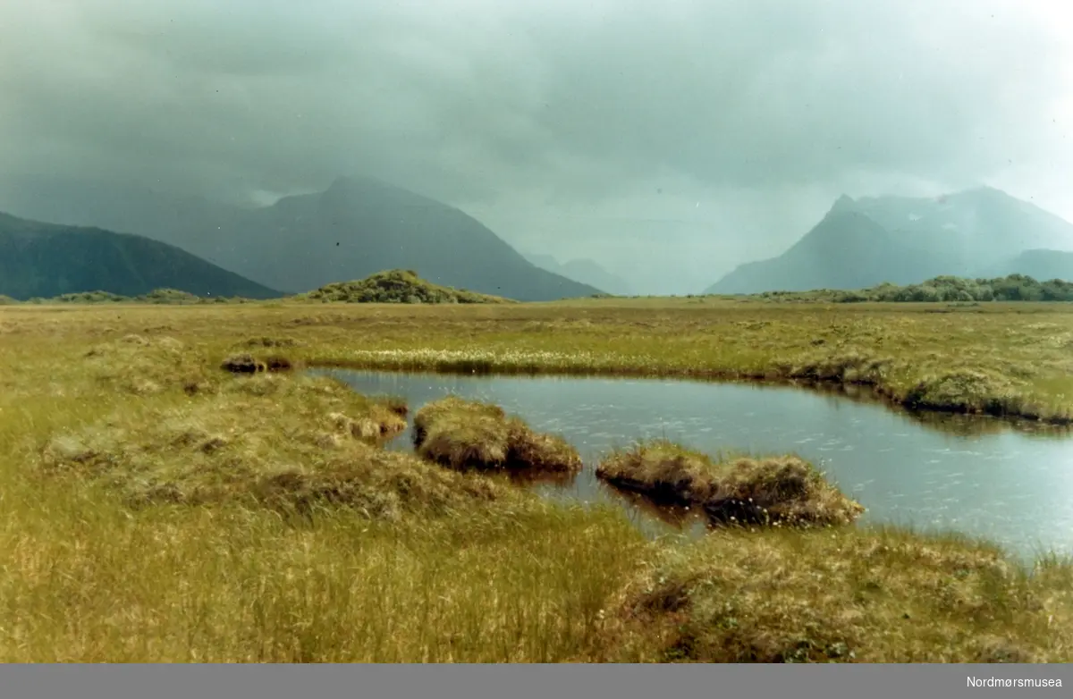 Gimsøymyrene i Vågen kommune. Nordland. Juli 1970. Fra fotoalbumet "Verneverdige myrer og våtmarker" tilhørende Norsk myrmuseum, Smøla kommune.