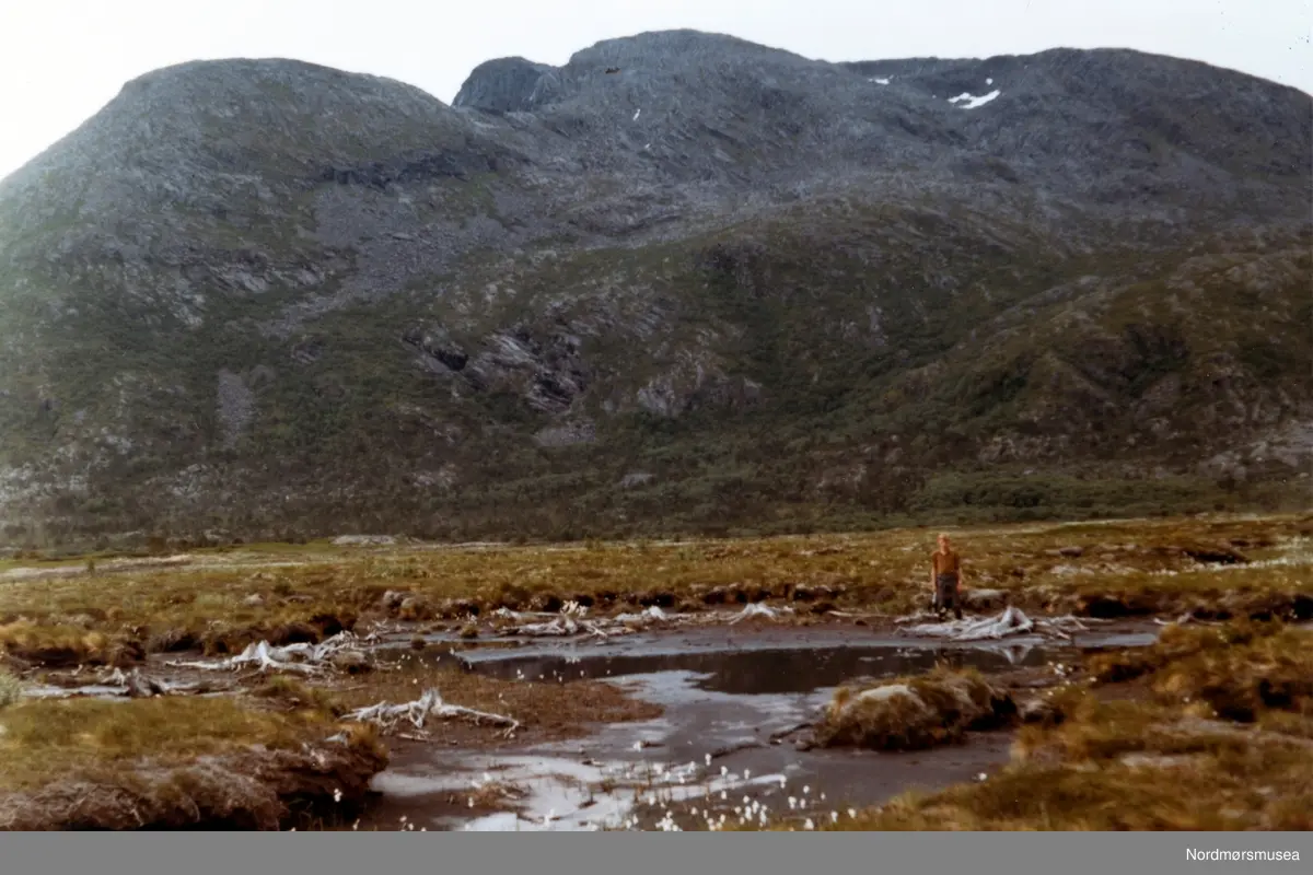 Vega. Juli 1971. Fra fotoalbumet "Verneverdige myrer og våtmarker" tilhørende Norsk myrmuseum, Smøla kommune.