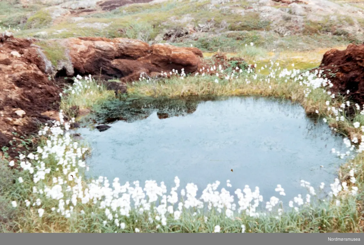 Morssajægga og Igeldas. Porsanger. Juli 1969. Fra fotoalbumet "Verneverdige myrer og våtmarker" tilhørende Norsk myrmuseum, Smøla kommune.