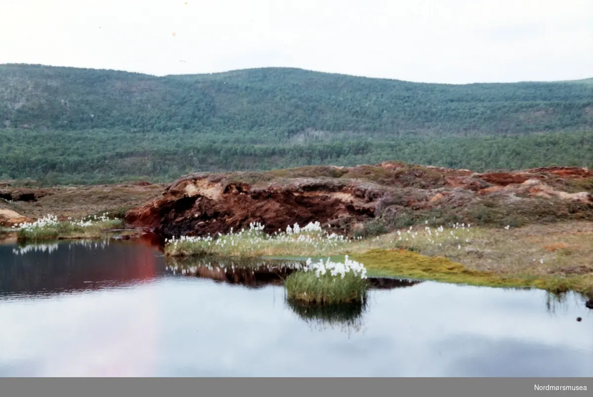 Morssajægga og Igeldas. Porsanger. Juli 1969. Fra fotoalbumet "Verneverdige myrer og våtmarker" tilhørende Norsk myrmuseum, Smøla kommune.