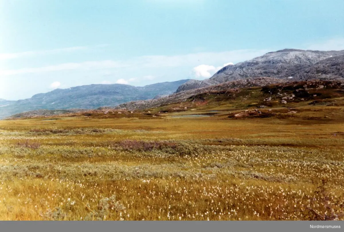 Sørøya. Breivikholm Hasvåg. August 1971. Fra fotoalbumet "Verneverdige myrer og våtmarker" tilhørende Norsk myrmuseum, Smøla kommune.